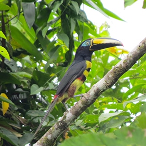 Tour Cuyabeno Reserve Ecuador Amazon Eco Lodge