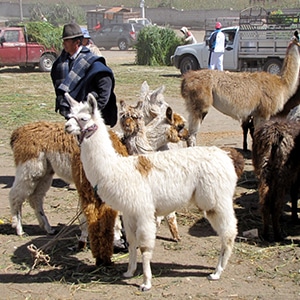 Private 1 Day Tour Quilotoa Ecuador