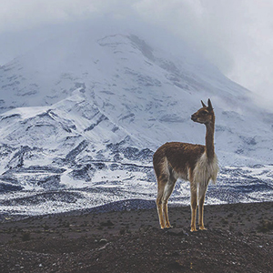 Escalar el volcán Chimborazo Ecuador