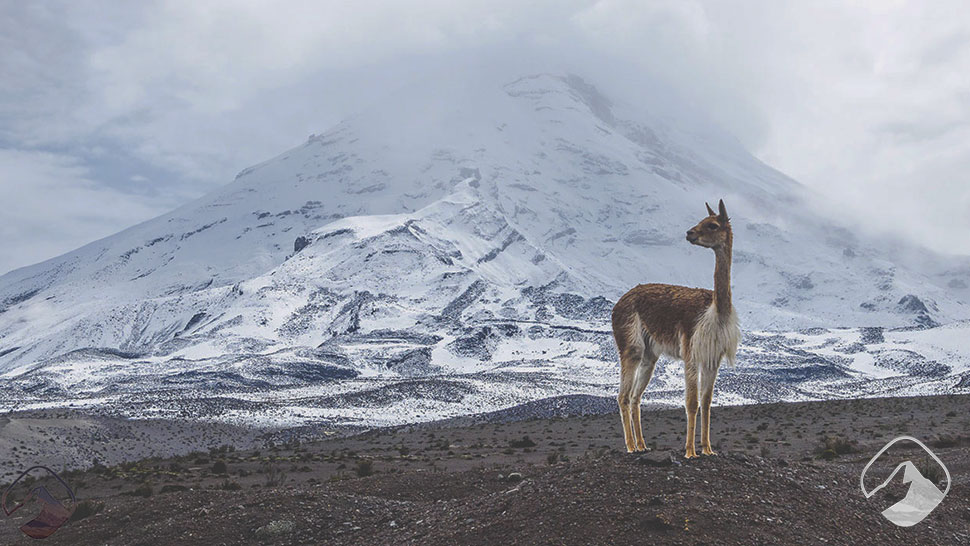 Escalade du volcan Chimborazo Équateur